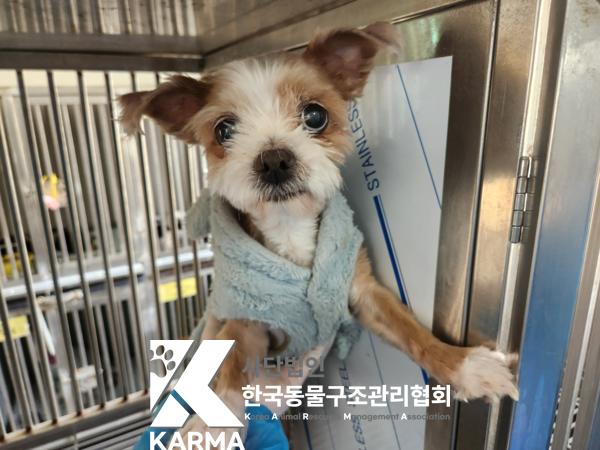 한국동물구조관리협회_411318202500067